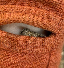 Protorthodes alfkenii