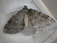 Epirrita dilutata