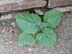 Paulownia tomentosa