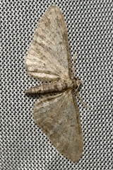 Eupithecia
