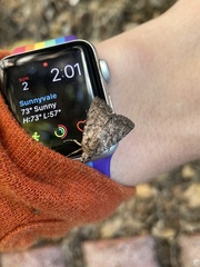 Protorthodes alfkenii