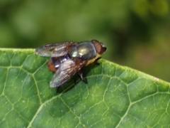 Stomorhina xanthogaster