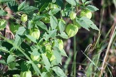 Physalis virginiana