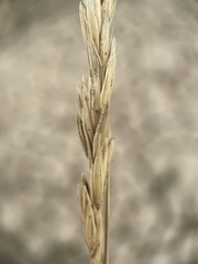 Leymus cinereus