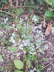 Erysiphe trifoliorum