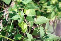 Physalis virginiana
