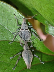 Elytrurus marginatus