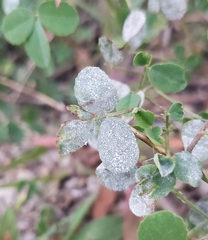 Erysiphe trifoliorum