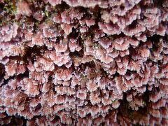 Corallina officinalis