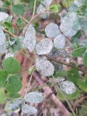 Erysiphe trifoliorum