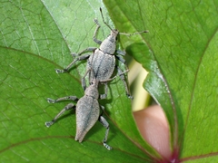 Elytrurus marginatus