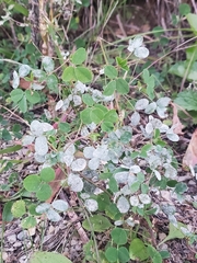 Erysiphe trifoliorum