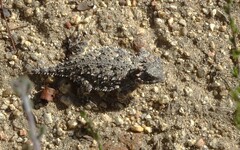 Phrynosoma blainvillii