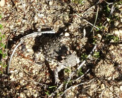 Phrynosoma blainvillii