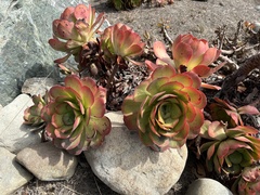 Aeonium lancerottense