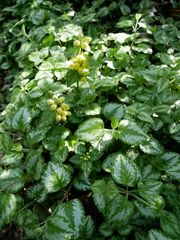 Lamium galeobdolon argentatum