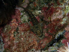 Gobius paganellus