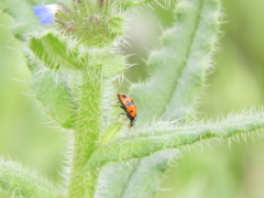 Hippodamia variegata