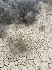 Leymus cinereus