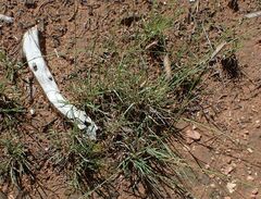 Bouteloua gracilis