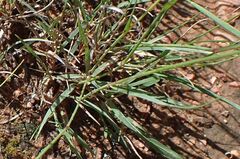 Bouteloua gracilis