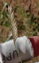 Bouteloua gracilis