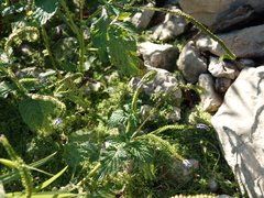 Heliotropium indicum