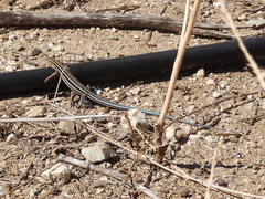 Aspidoscelis hyperythrus