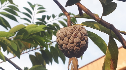 Annona squamosa