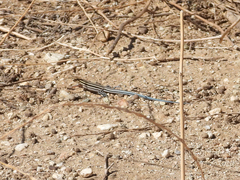 Aspidoscelis hyperythrus