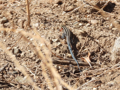 Aspidoscelis hyperythrus