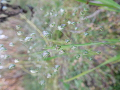 Briza minor