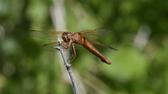 Libellula