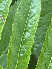 Sambucus gaudichaudiana