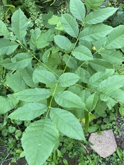 Fraxinus pennsylvanica