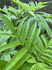 Sambucus gaudichaudiana