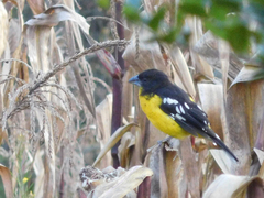 Pheucticus aureoventris