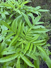 Sambucus gaudichaudiana