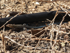 Aspidoscelis hyperythrus