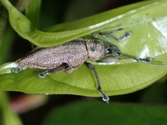 Elytrurus marginatus