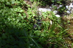 Fritillaria camschatcensis