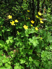 Ranunculus lanuginosus
