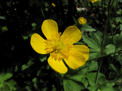 Ranunculus lanuginosus