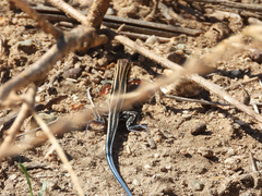 Aspidoscelis hyperythrus