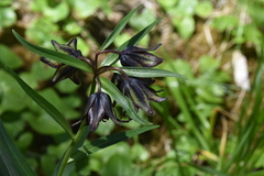 Fritillaria camschatcensis