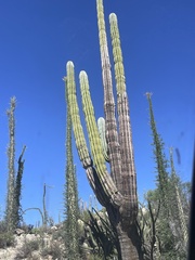 Pachycereus pringlei