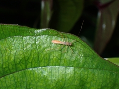 Colobathristidae