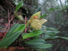Bulbophyllum pectinatum