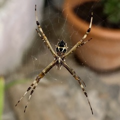 Argiope argentata