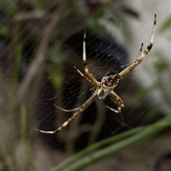 Argiope argentata